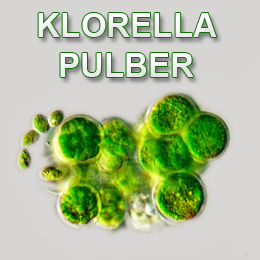 Klorella - chlorella